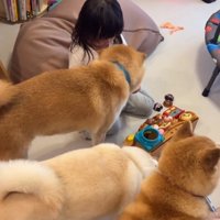 集まってくる柴犬たち