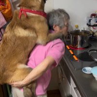 隣でうろうろする大型犬