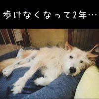 おばあちゃんワンコを車椅子に乗せたら