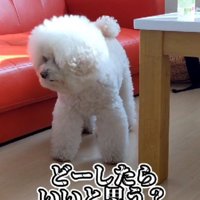 「どうしたらいいかな？」