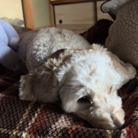 飼い主を見つめる犬