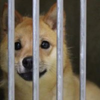 捨てられた春陽くん