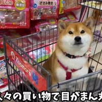 カメラ目線の犬1