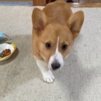 飼い主さんを見るロイくん