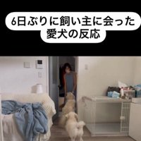 むう君＆める君と飼い主さんの再会2