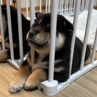 仲良く爆睡
