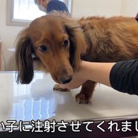 しょんぼり顔で頑張った父犬・ぱぴこ君