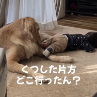 犬の前で靴下片方脱げたまま横たわる赤ちゃん