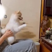腰を落としたポポちゃん