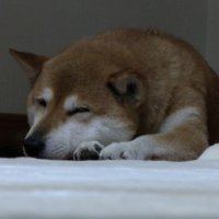 ももちゃん、お疲れさま♡