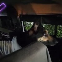 窓の外を見つめる犬