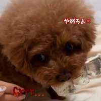 唸るピノちゃん
