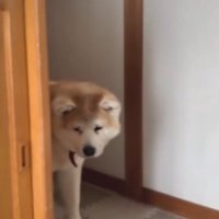 玄関の棚の陰から飼い主を見つめる犬