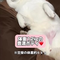 12キロのデカワンコに！！%キロのデカワンコに！！