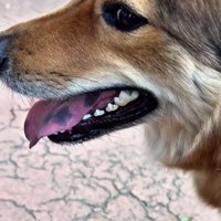 写真横顔のラッキーくん