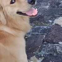 飼い主に視線を送る犬