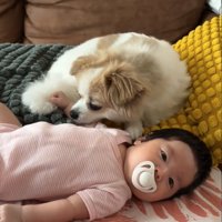 犬と赤ちゃん