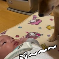 息子さんを見つめるきなこちゃん5