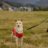 草むらに立つ犬