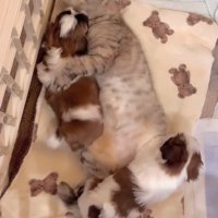 子犬を前脚で抱える猫