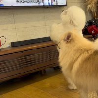 必死にパスを要求し続けます