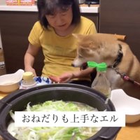 食卓でおねだりする犬