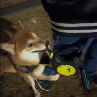 お散歩終了を阻止するはなまる君2