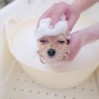 シャンプーもいい気持ち…