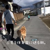 道を進む犬と男の子