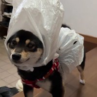 ビニール袋のセパレート！