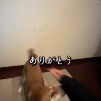 ごぅちゃんをなでようとするパパ