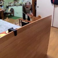 ペットカメラをのぞき見したら…