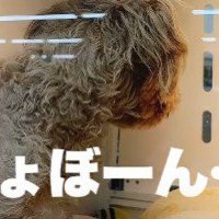 売れ残ったわんこ