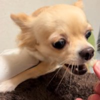 トイレットペーパーを守るジョルノちゃん7