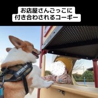 お店屋さんごっこに付き合ういなり君