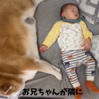 眠る赤ちゃんと柴犬