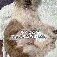 寝たきりの状態に…