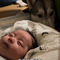 寝ている赤ちゃんを見守る大型犬