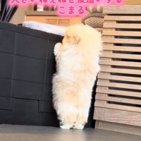 立ち上がって壁の向こう側を見つめる子犬