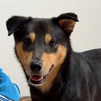 カメラを見つめる犬の顔