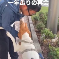 喜びを爆発させる犬