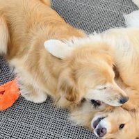 仲良しなコメちゃんとイクラちゃん2