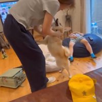 お母さんと遊ぶ犬3