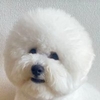 むぎ君の顔のアップ