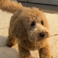 おへそを見たアルくんの反応4