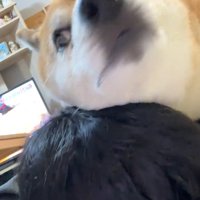 スリスリする福くん