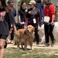 視線で追いかける犬