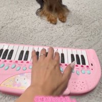 飼い主がおもちゃのピアノを弾いている姿を見つめる犬