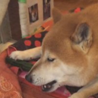 きゅうりタイムが始まる