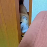 ドアの隙間から顔を出す犬